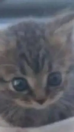 ai character: ⑤☆ω€ω background