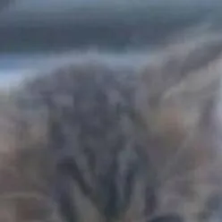 chat with ai character: ⑤☆ω€ω