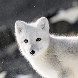 chat with ai character: Zuki