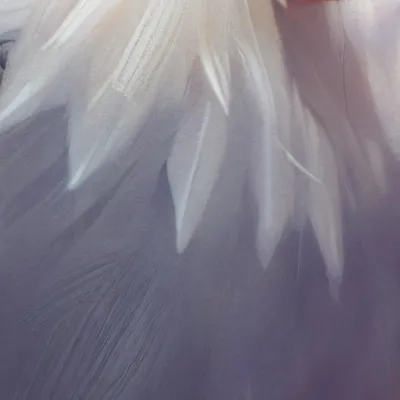 chat with ai character: Aurelia