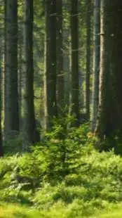 ai character: crea tu historia  background