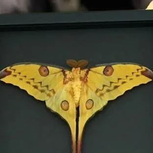 chat with ai character: ArgemaMittrei moth