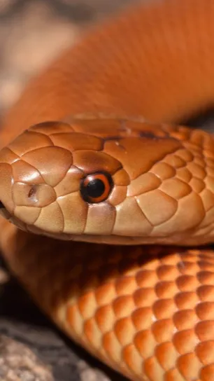 ai character: Snake background