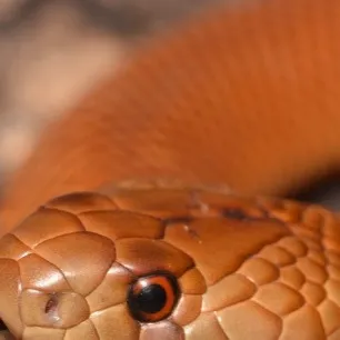chat with ai character: Snake