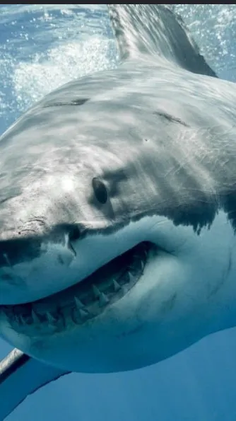 ai character: Shark background