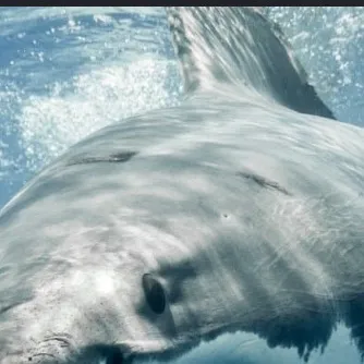 chat with ai character: Shark