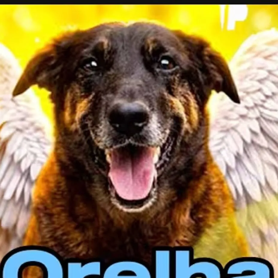 chat with ai character: oi me chamo orelha