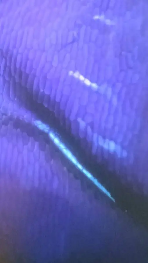 ai character: comida  background