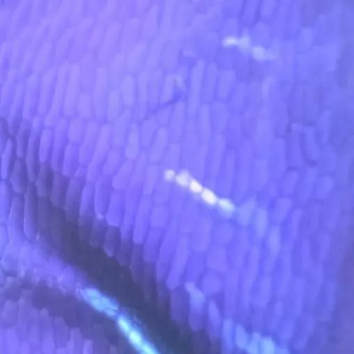 chat with ai character: comida 