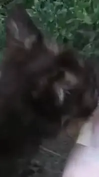 ai character: Gibson background