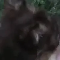 chat with ai character: Gibson