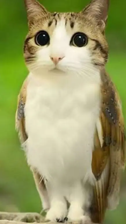 Talkie AI - Chat with Meowl