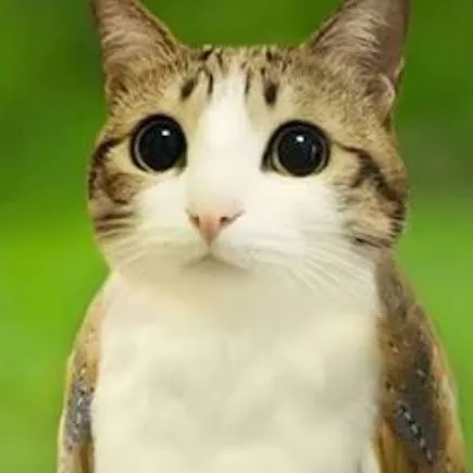 chat with ai character: Meowl