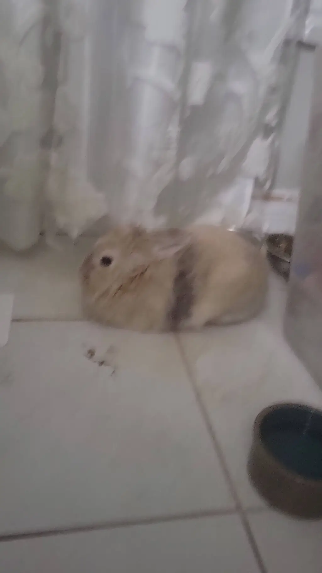 ai character: Toffee the bunny  background