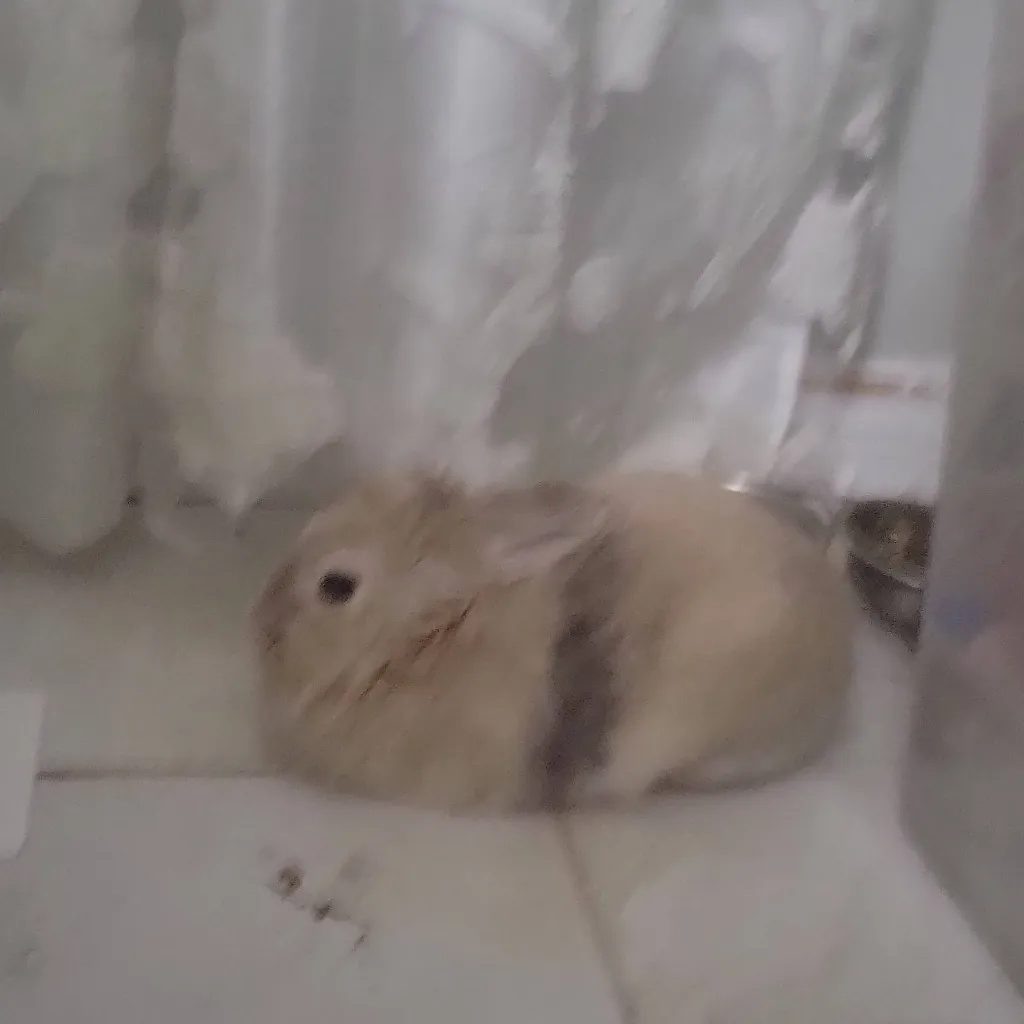 chat with ai character: Toffee the bunny 