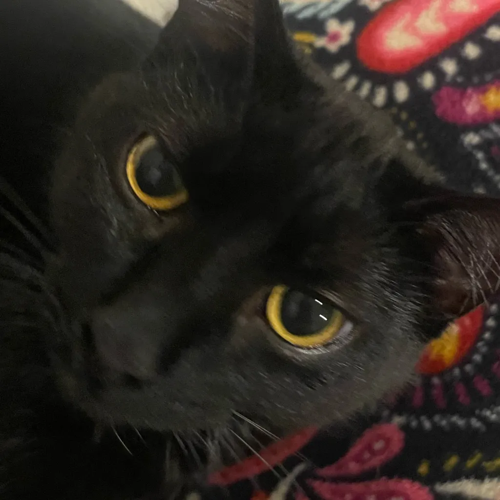 chat with ai character: Smokey 