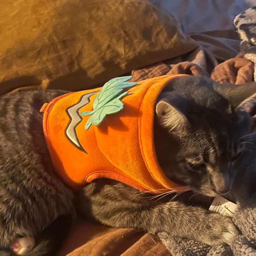 chat with ai character: Thunder  da cat