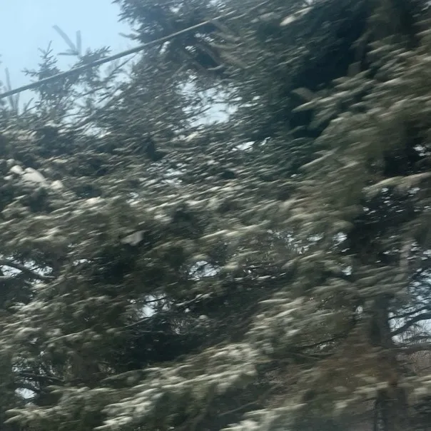 chat with ai character: Willow clan