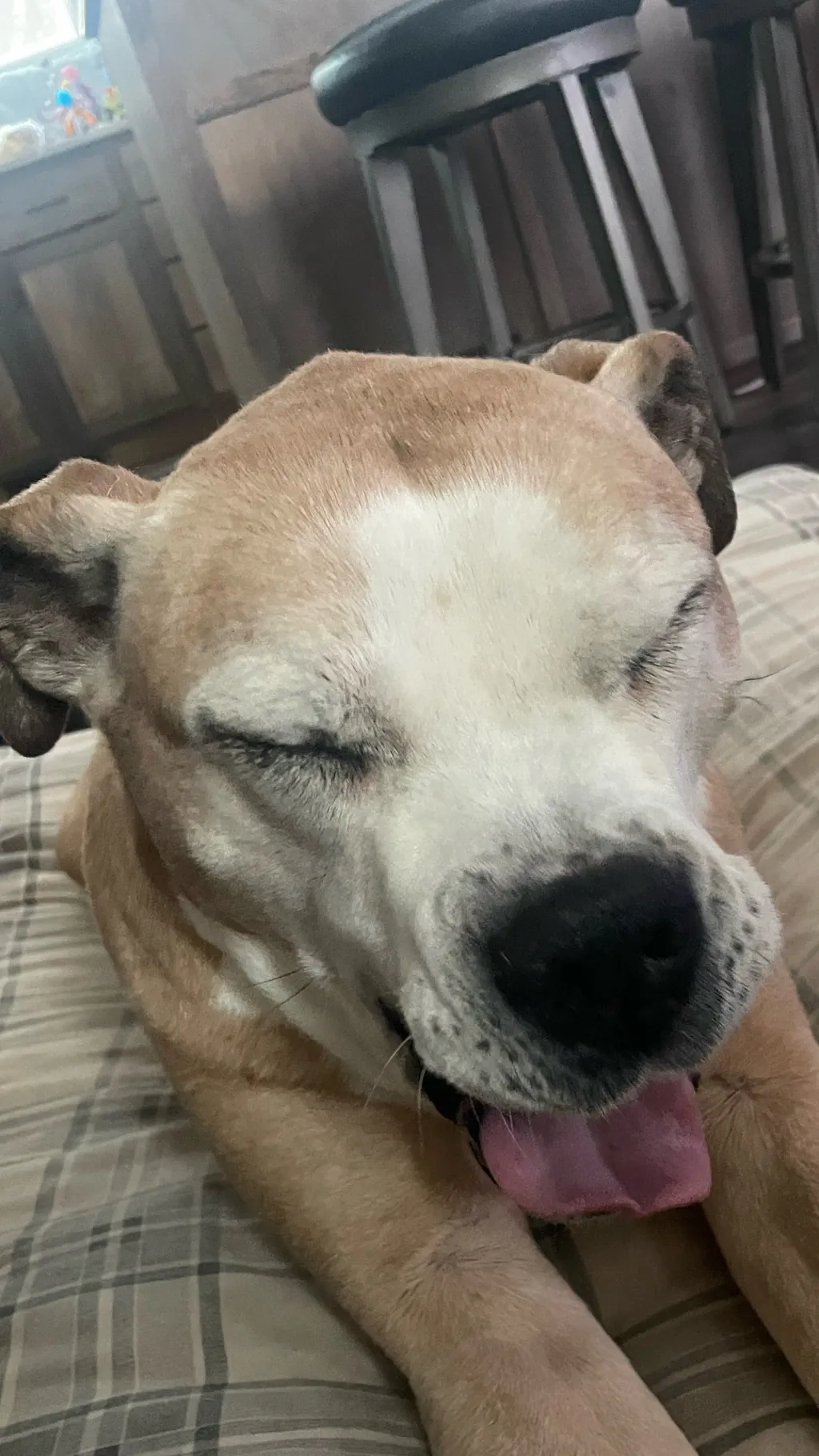 ai character: Nireo (human) background