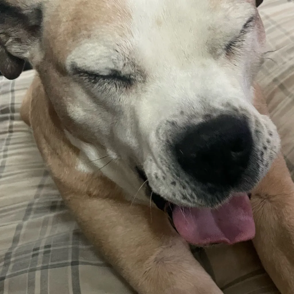 chat with ai character: Nireo (human)