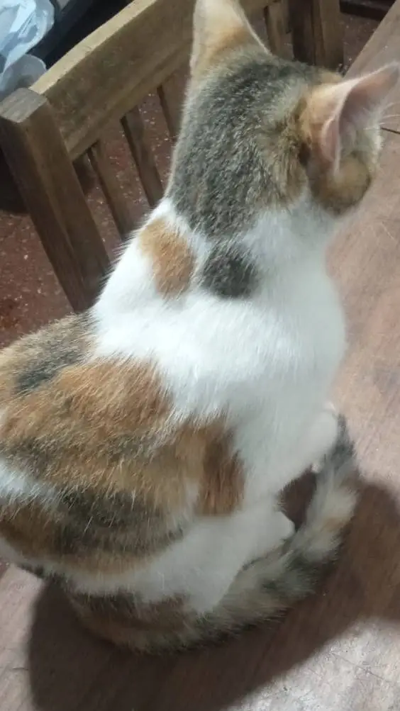 ai character: sprunki escuela  background