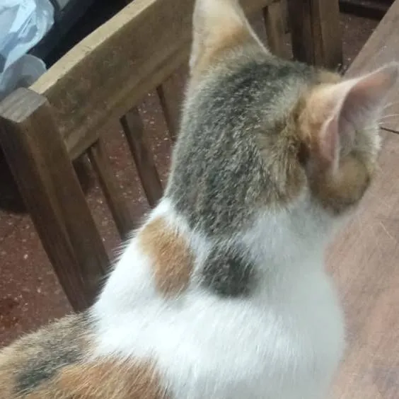 chat with ai character: sprunki escuela 