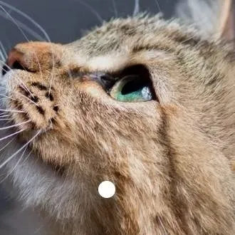 chat with ai character: ghostieee