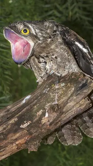 ai character: kakuy leyenda 🇦🇷 background