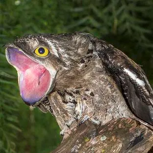 chat with ai character: kakuy leyenda 🇦🇷