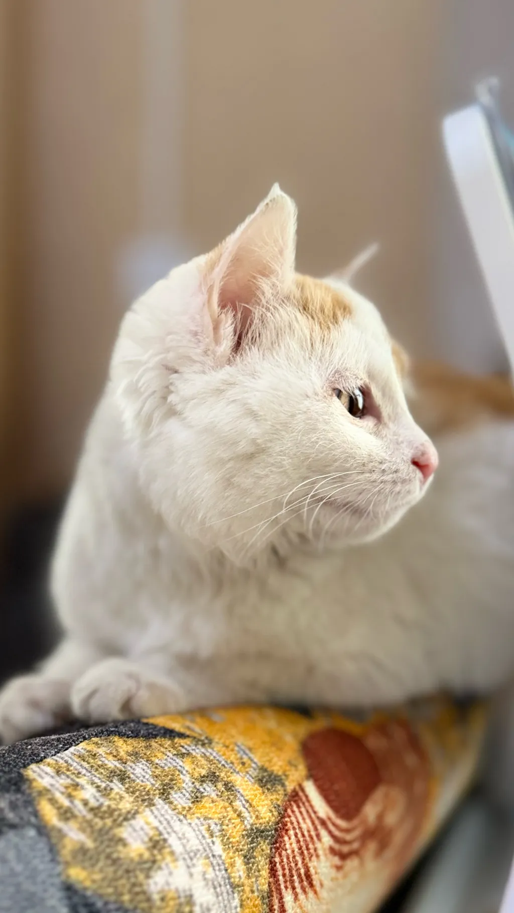 ai character: Okpi the cat background