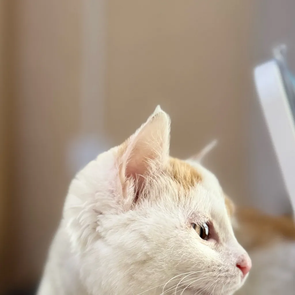 chat with ai character: Okpi the cat