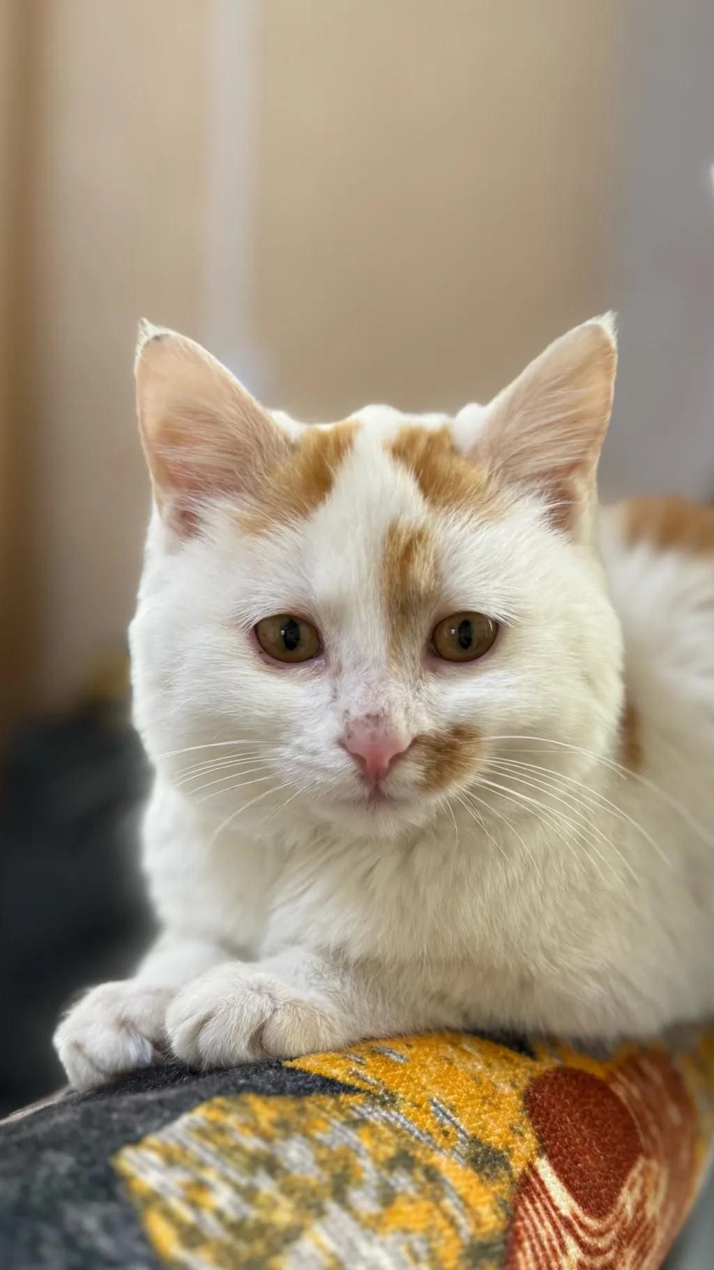 ai character: cutie pie background