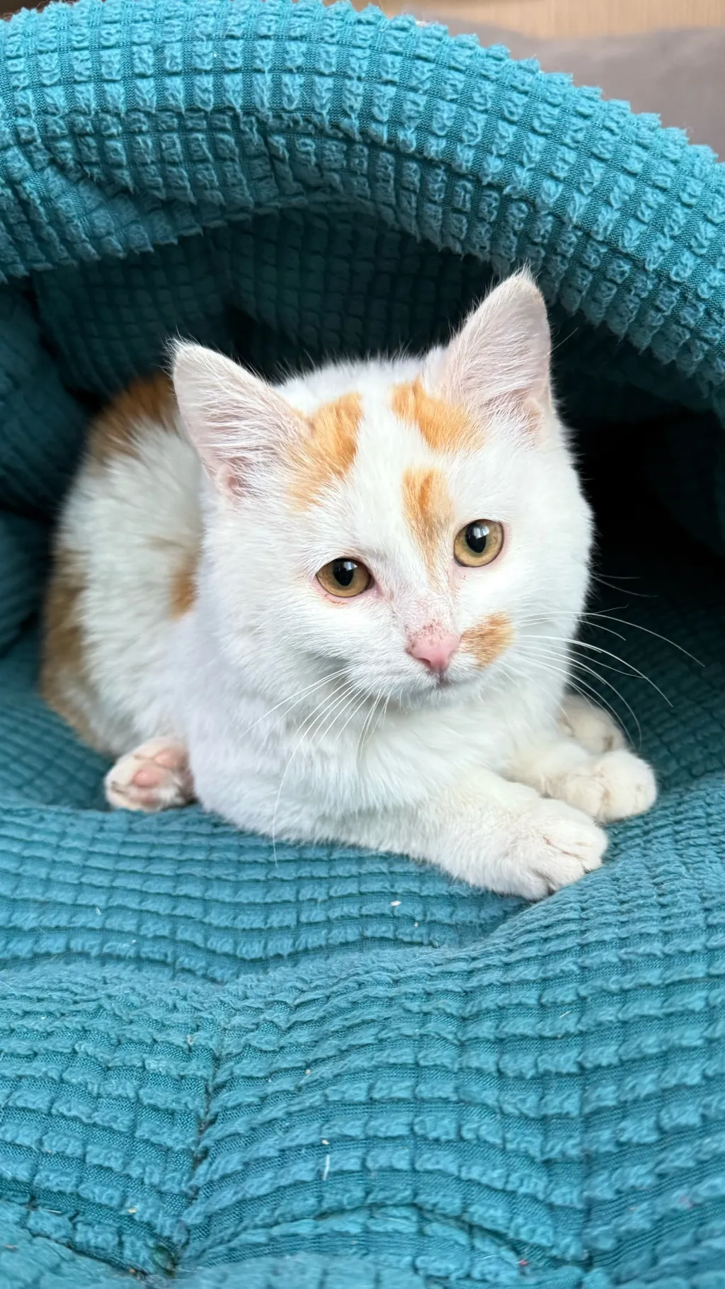 ai character: nia background