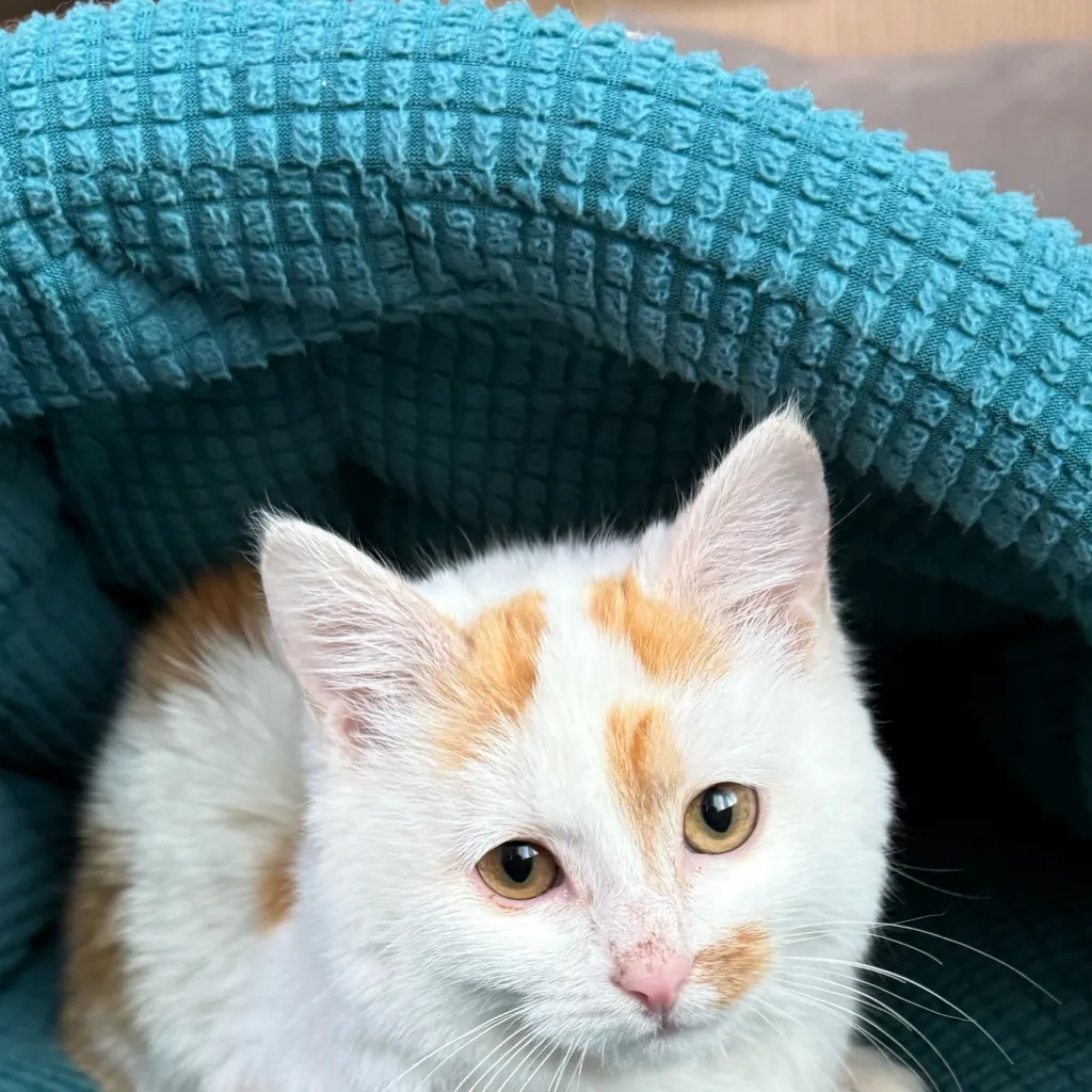 chat with ai character: nia