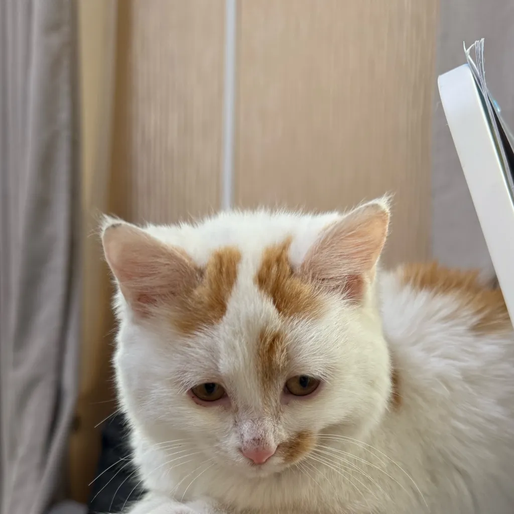 chat with ai character: sprunki loves mimi