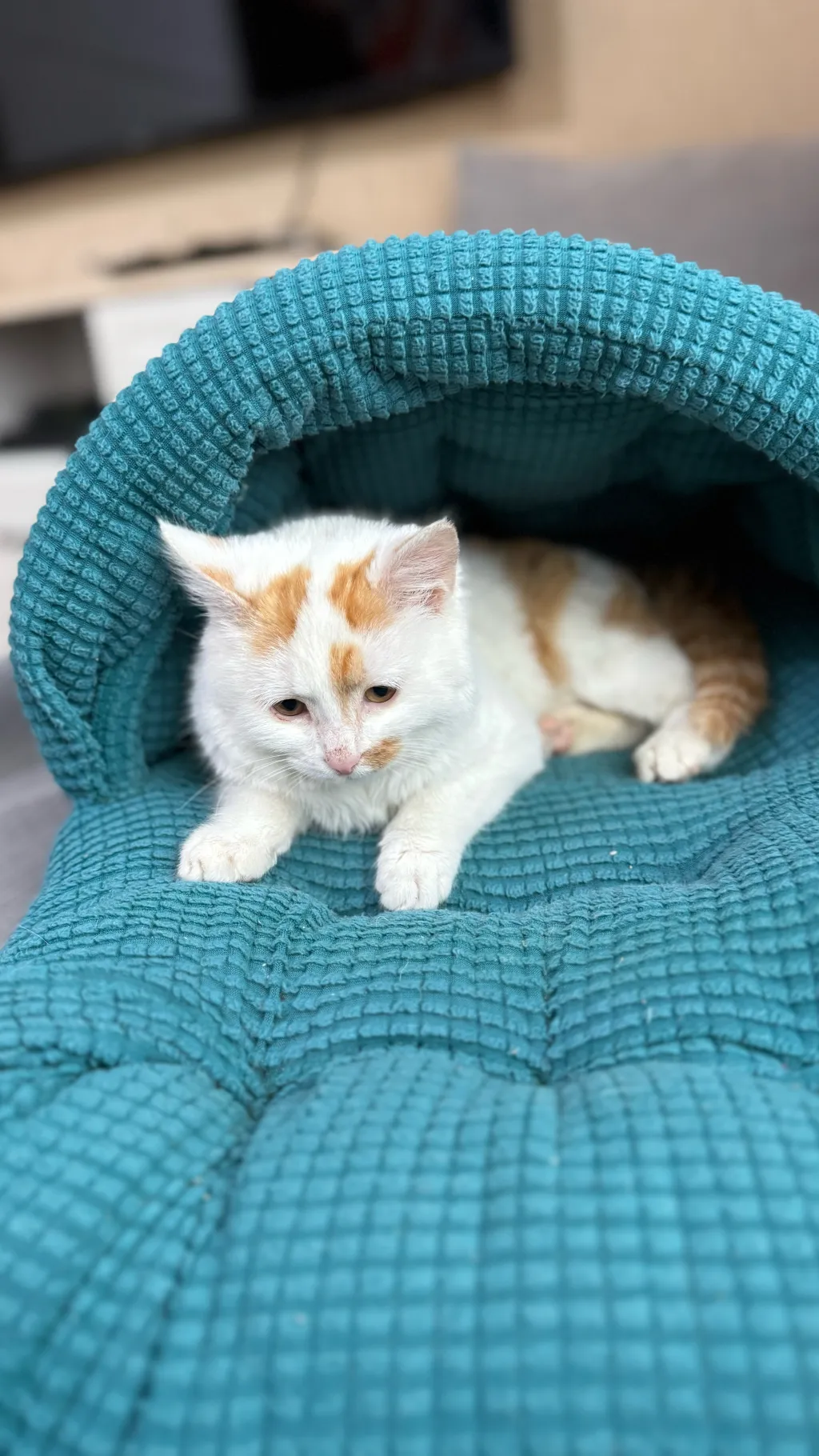 ai character: mimi background