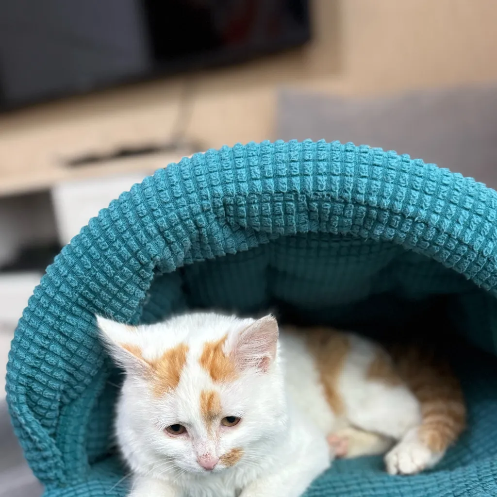 chat with ai character: mimi