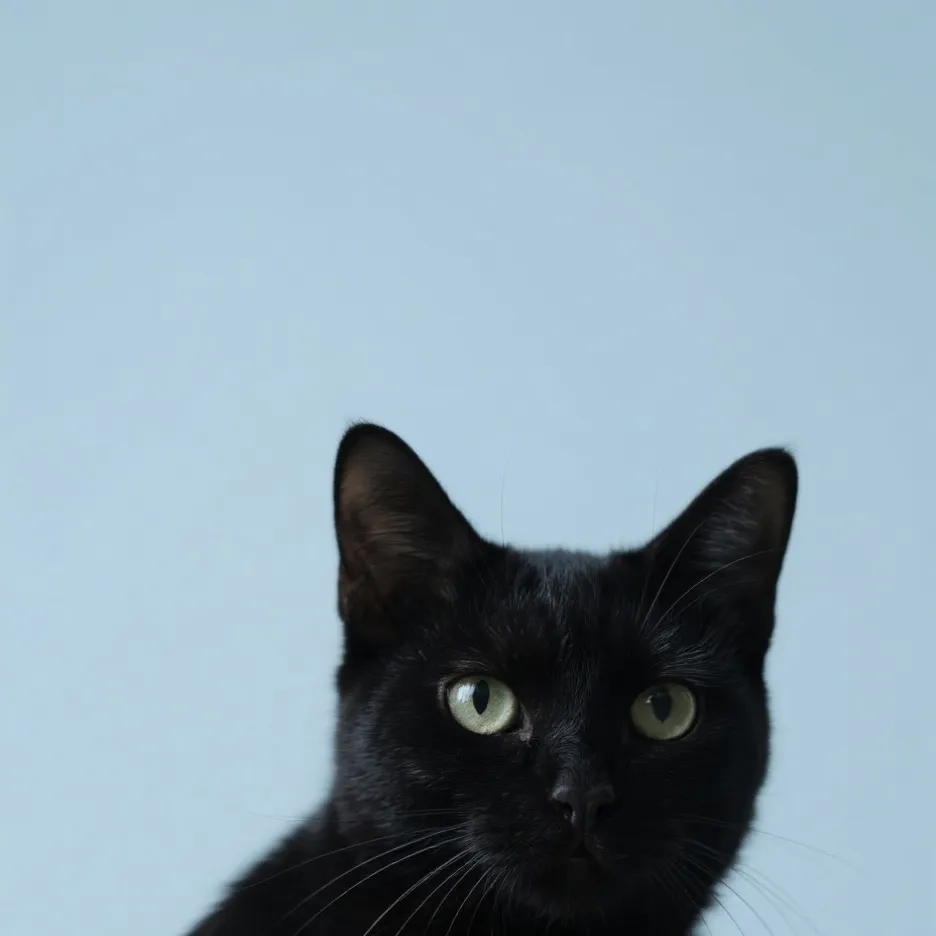 chat with ai character: Tom