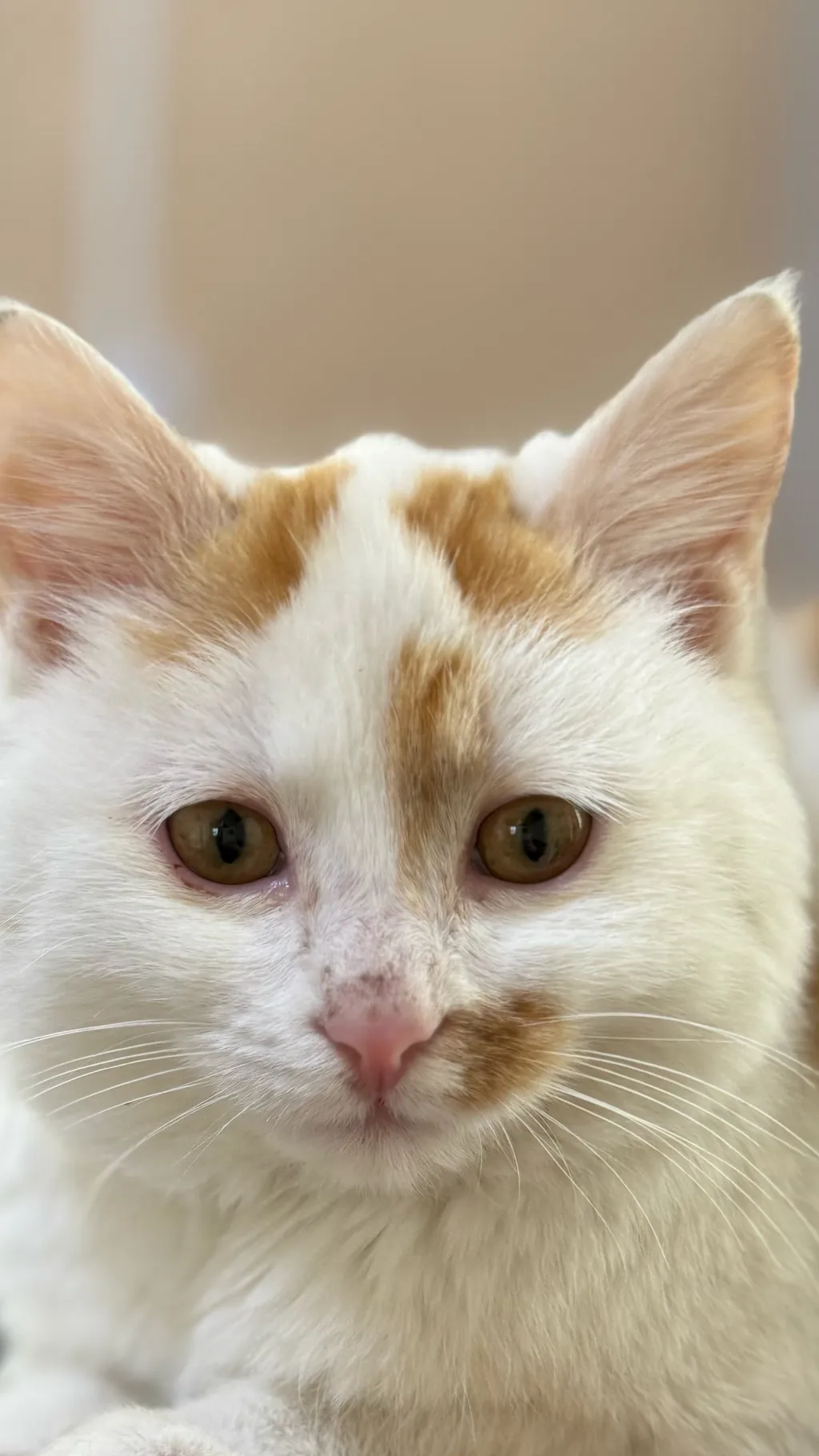 ai character: angela the cat background