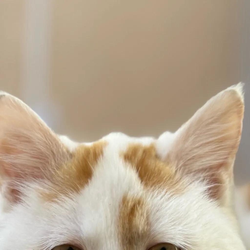 chat with ai character: angela the cat