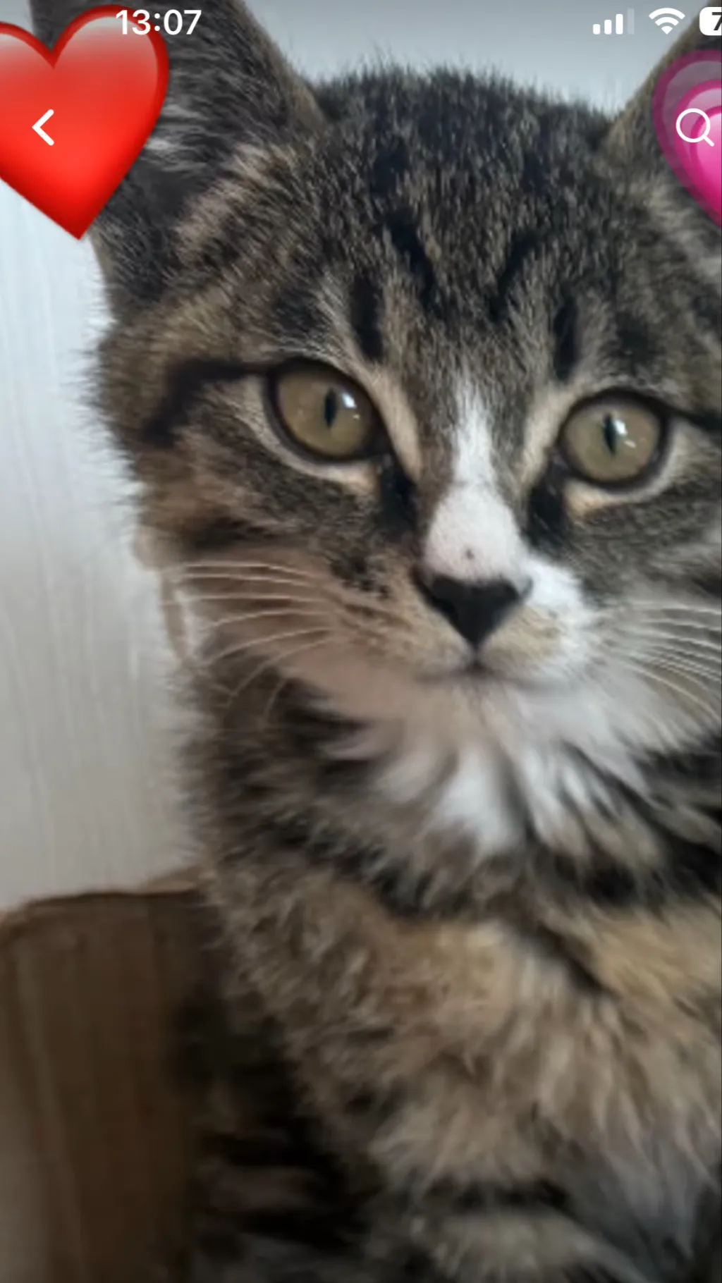 ai character: Neko the cat background