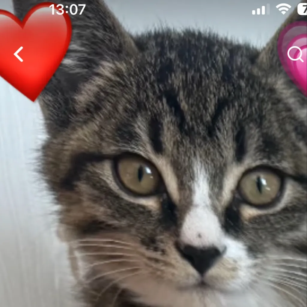 chat with ai character: Neko the cat