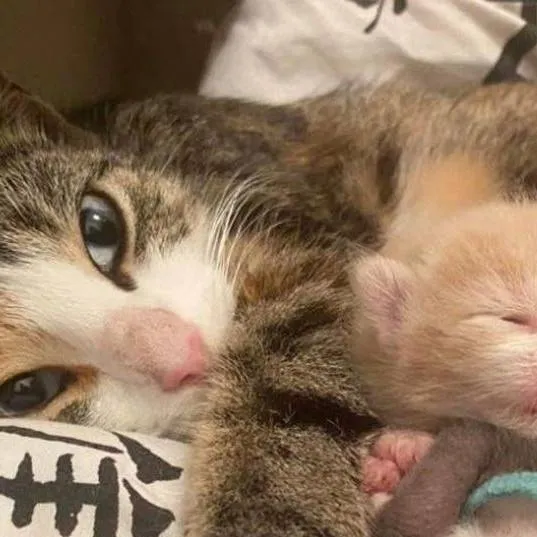 chat with ai character: mom cat