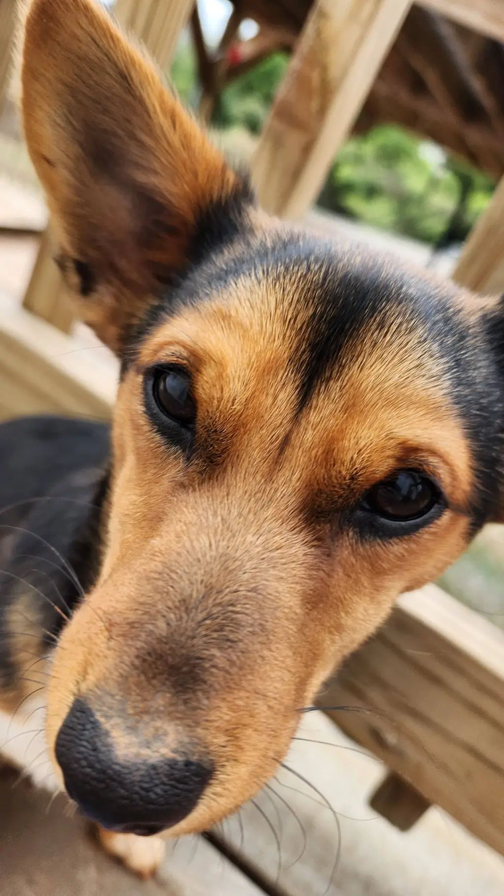 ai character: your puppy background