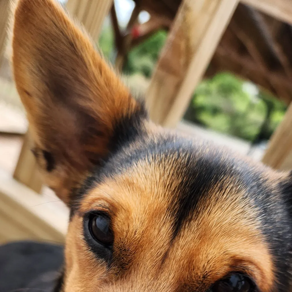 chat with ai character: your puppy