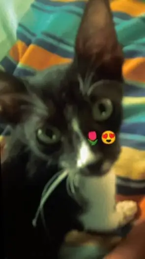 ai character: Max⁉️⁉️ background