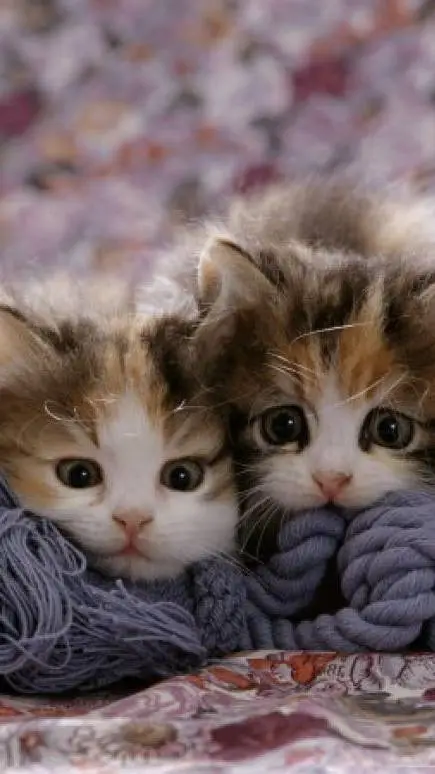 ai character: piscina background