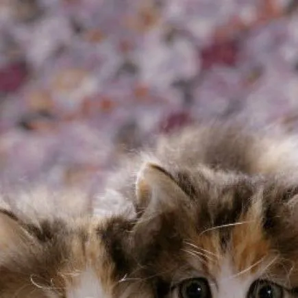 chat with ai character: piscina