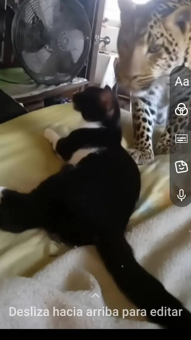 ai character: Talkie6hB0xI background