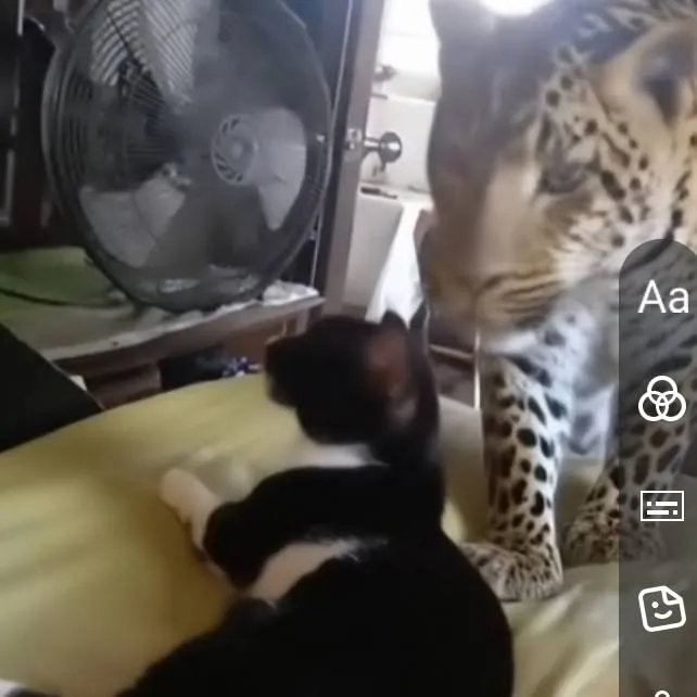 chat with ai character: Talkie6hB0xI